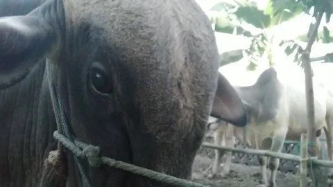 Cow in farm Video stock 169941381
