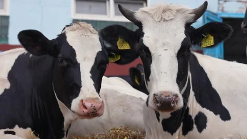 Cow farm. Stock Footage 290064914