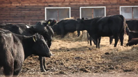 Cow on the farm medium shot Stock Footage 43166398