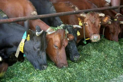 Cow farm Stock Photos