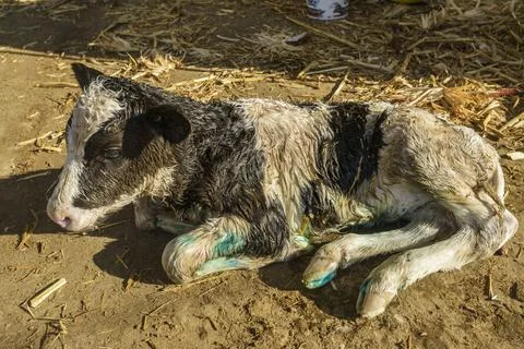 Cow farm Stock Photos
