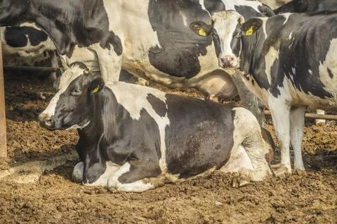 Cow farm Stock Photos