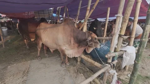 Cow Farm Stall at Eid Cattle Market in Uttara Diyabari with Family Visiting Stock Footage 335367864