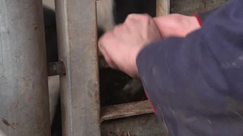 Cow farming Stock Footage 247360351