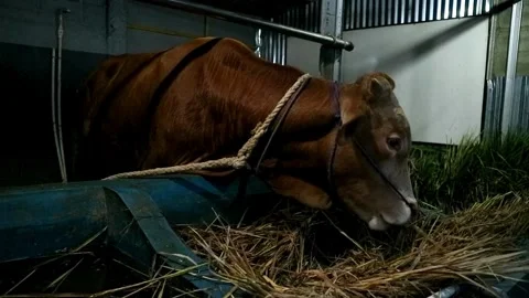 Cow farming Stock-Footage 331816133