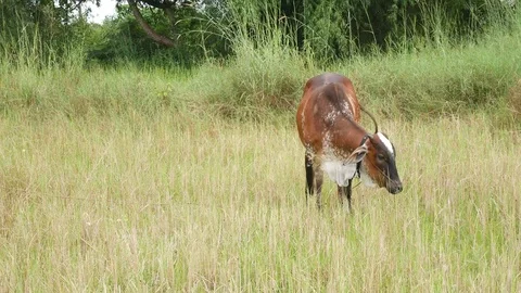 Cow in the farmland. Stock Footage 83680334
