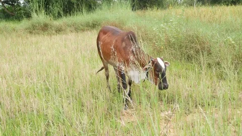Cow in the farmland. Stock Footage 83681702