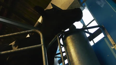 Cow fed while waiting to be milked Stock Footage 43234631