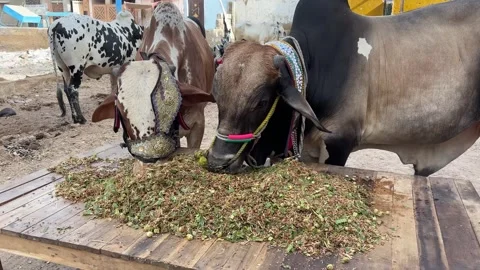 Cow Feeding in Farm Stock Footage 337736673