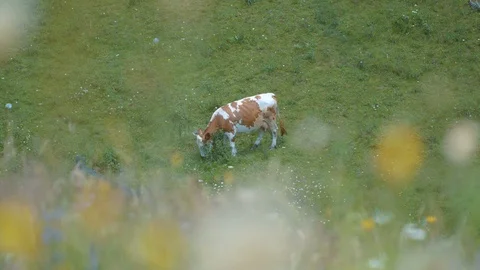 Cow feeding on a field Stock Footage 94958742