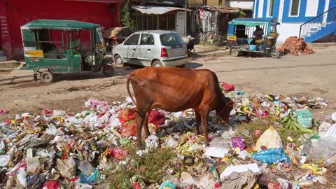 Cow feeding in the garbage. Stock Footage 163357956