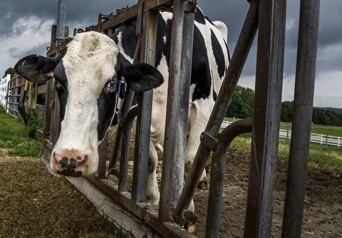 Cow Feeding in Headgate. Device helps keep the cows separated while feeding. Stock Photos