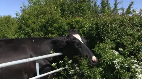 A cow feeding on a hedge Stock Footage 24666386
