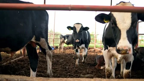 Cow feeding process in the farm, a group of cows are fed. Dairy cattle breeding. Stock Footage 154305090