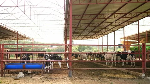 Cow feeding process in the farm, a group of cows are fed. Stock Footage 154305153