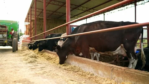 Cow feeding process in the farm, a group of cows are fed. Dairy cattle breeding. Stock Footage 154305727
