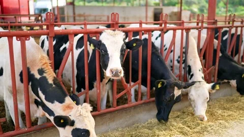Cow feeding process in the farm, a group of cows are fed. Dairy cattle breeding. Stock Footage 154305959