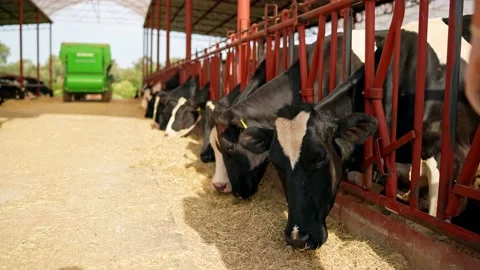 Cow feeding process in the farm, a group of cows are fed. Dairy cattle breeding. Stock Footage 154305993