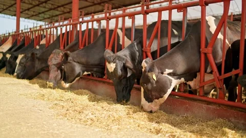 Cow feeding process in the farm, a group of cows are fed. Dairy cattle breeding. Stock Footage 154306432