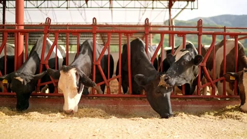 Cow feeding process in the farm, a group of cows are fed. Dairy cattle breeding. Stock Footage 154306521