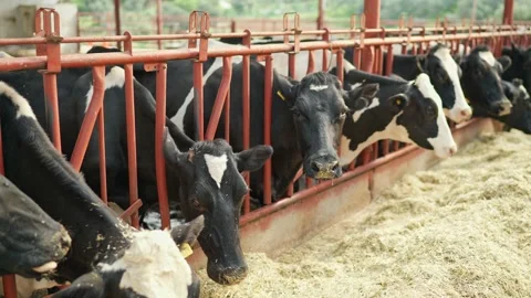 Cow feeding process in the farm, a group of cows are fed. Dairy cattle breeding. Stock Footage 154306724