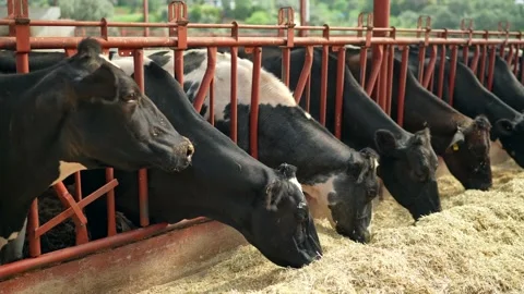 Cow feeding process in the farm, a group of cows are fed. Dairy cattle breeding. Stock Footage 154306890