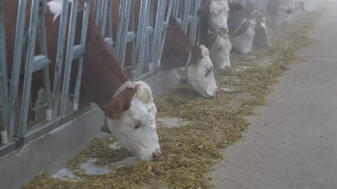 Cow feeding system Stock-Footage 236734323