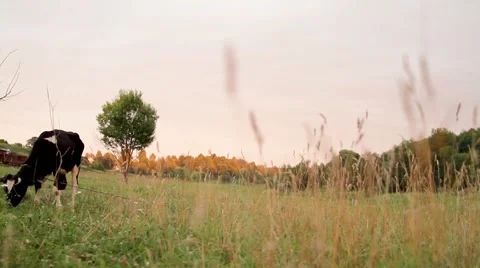 Cow in the field on chain Stock Footage 65787486
