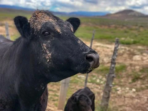 Cow in a field covered in mud Stock Photos