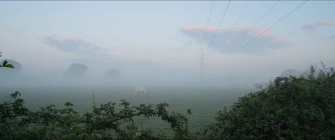 Cow in a Field at Dawn Video stock 129253222