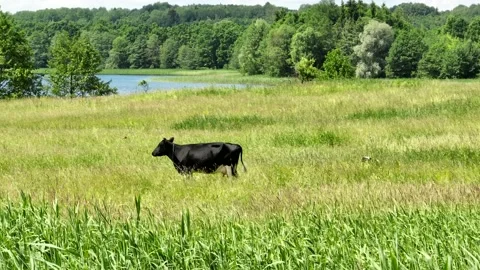 Cow in field, drone view. Cows graze on field with green grass at farm. Stock Footage 201197260