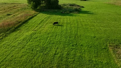 Cow in field, drone view. Cows graze on field with green grass at farm. 스톡 동영상 203896743