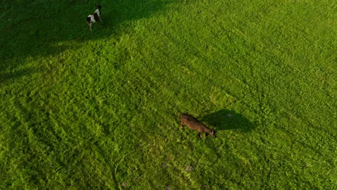 Cow in field, drone view. Cows graze on field with green grass at farm. 스톡 동영상 203896829
