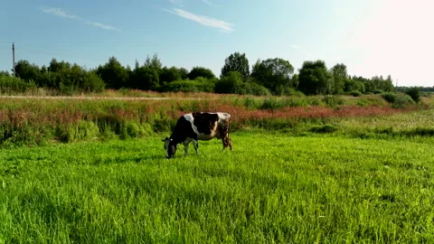 Cow in field, drone view. Cows graze on field with green grass at farm. Stock Footage 203898524
