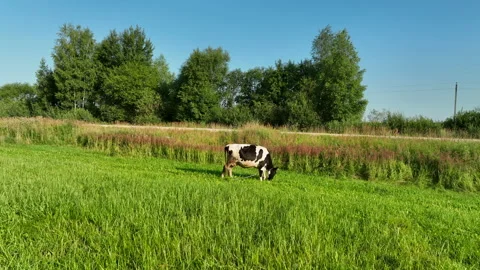 Cow in field, drone view. Cows graze on field with green grass at farm. Vídeo Stock 203910900