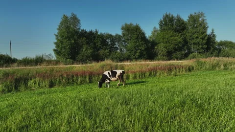 Cow in field, drone view. Cows graze on field with green grass at farm. Stockbeeldmateriaal 203911271