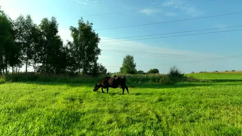 Cow in field, drone view. Cows graze on field with green grass at farm. Vidéo 203911292