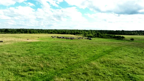 Cow in field, drone view. Cows graze on field with green grass at farm. 動画素材 204025065