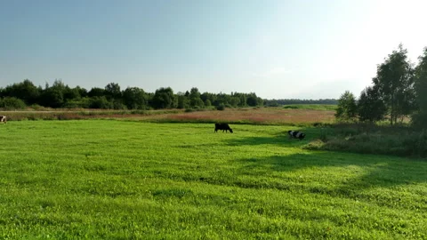 Cow in field, drone view. Cows graze on field with green grass at farm. 스톡 동영상 204634599