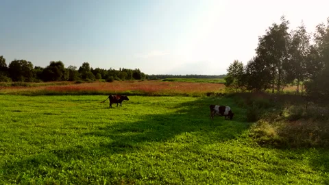 Cow in field, drone view. Cows graze on field with green grass at farm. Vídeo Stock 204638435