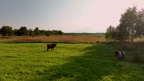 Cow in field, drone view. Cows graze on field with green grass at farm. Stock Footage 204682000