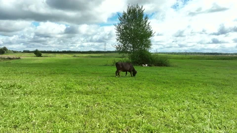 Cow in field, drone view. Cows graze on field with green grass at farm. Stock-Footage 212637013