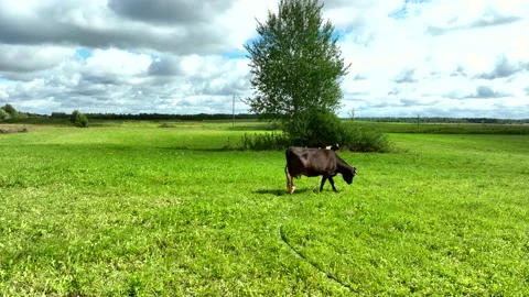 Cow in field, drone view. Cows graze on field with green grass at farm. Vídeo Stock 212637453