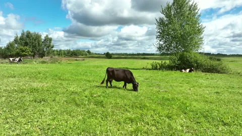 Cow in field, drone view. Cows graze on field with green grass at farm. Stock Footage 212639137