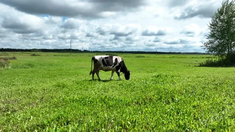 Cow in field, drone view. Cows graze on field with green grass at farm. Stock Footage 212639978