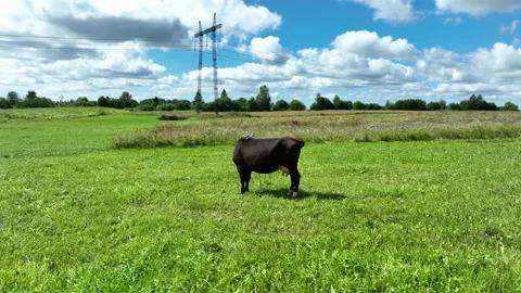 Cow in field, drone view. Cows graze on field with green grass at farm. Video stock 212640085