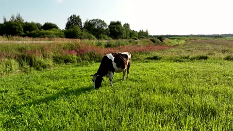 Cow in field, drone view. Cows graze on field with green grass at farm. Stock Footage 219828071
