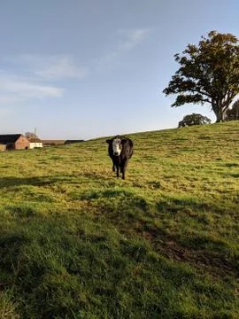 Cow In Field Facing Camera Stock Photos