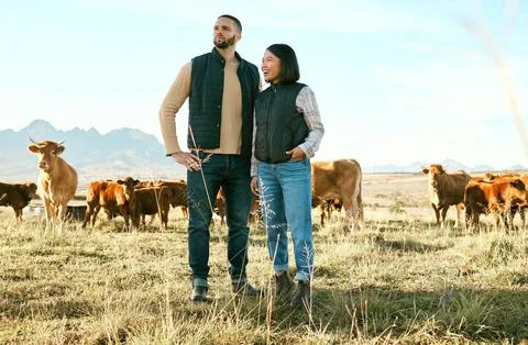 Cow field, farm and couple in agriculture for small business, eco friendly and Stock Photos