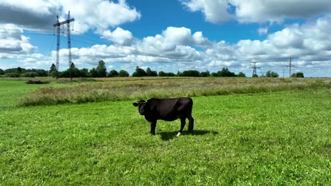 Cow in field at farm, drone view. Cows graze on field with green grass. Stock-Footage 204777348